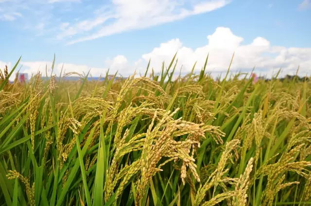 一幅图读懂水稻栽培