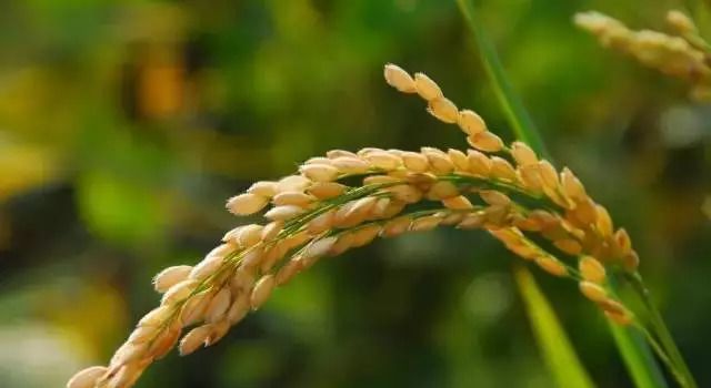 如何选对水稻穗期病虫害防治药剂