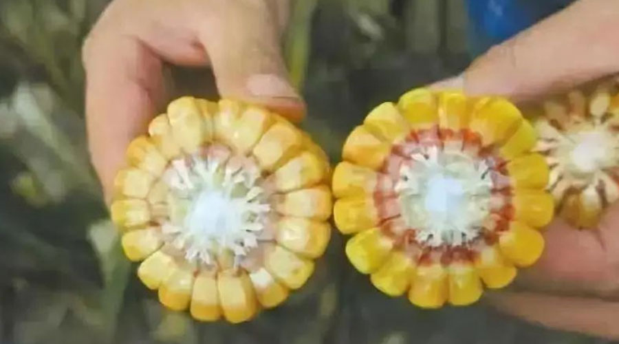 学会看玉米“乳线”，确定何时收获才高产！