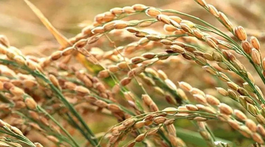关于水稻出穗期的发育，水稻出穗结实期的知识