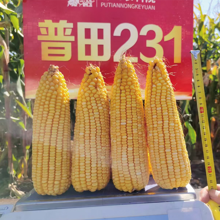 普田231