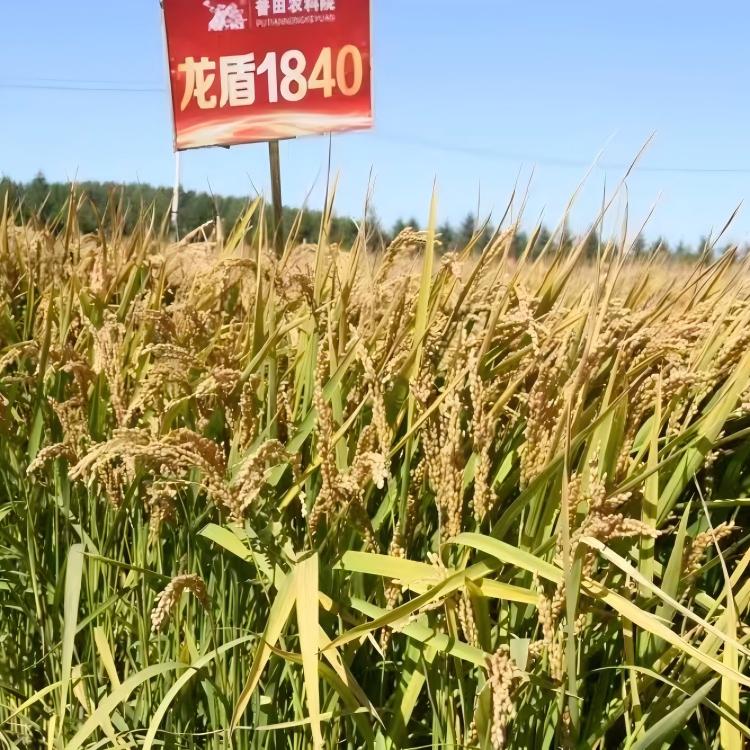 普田&middot;龙盾1840