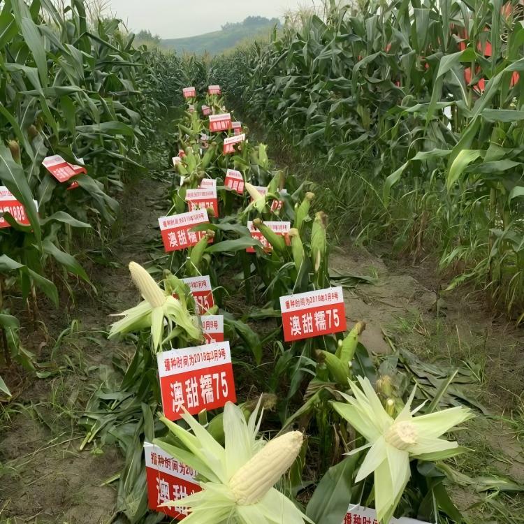 普田&middot;澳甜糯75