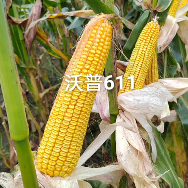 水稻种植基地