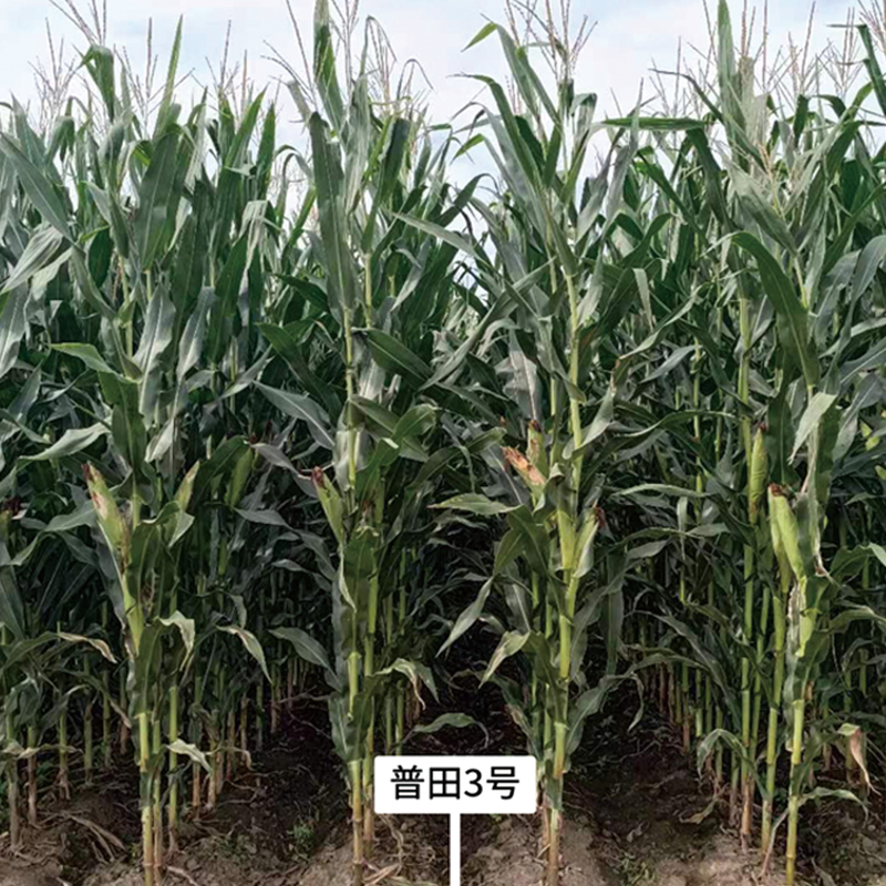 水稻种植基地